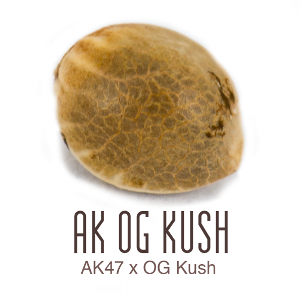 AK-OG-Kush1