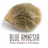 Blue-Amnesia auto1