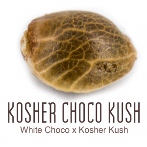 Kosher Choco Kush zaadje