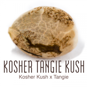 Kosher Tangie Kush wietzaad