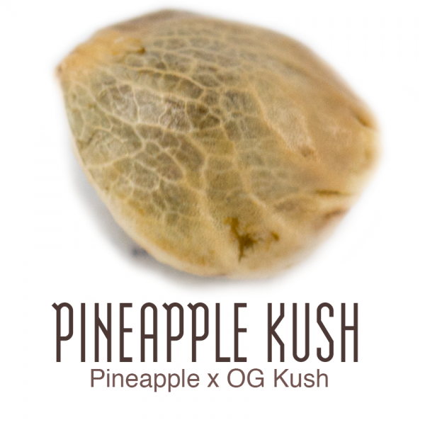 Pineapple-Kush1