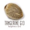 Tangerine-G131