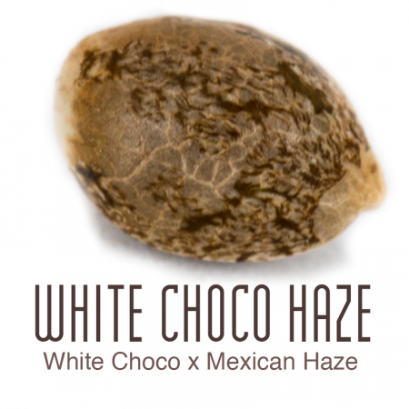 White-Choco-Haze1