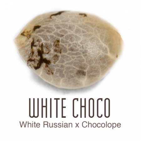 White-Choco1