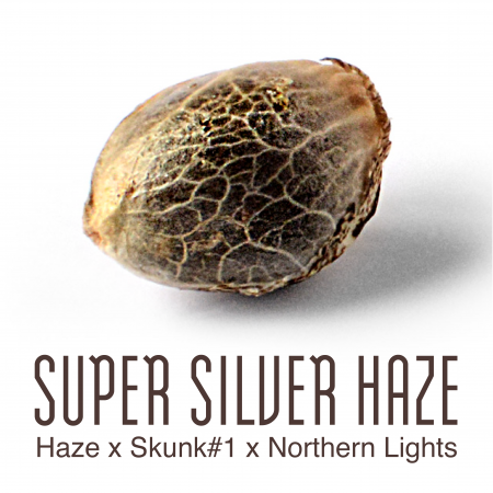 super silver haze1