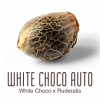 whitechoco_auto1